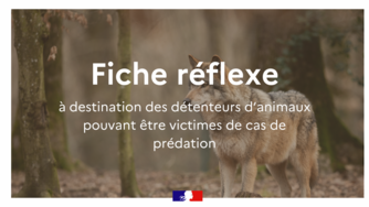 Loup en fond avec l'inscription fiche réflexe