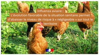 Influenza aviaire :  L’évolution favorable de la situation sanitaire permet d’abaisser le niveau de risque à « négligeable » sur tout le territoire 