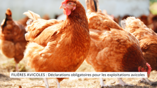 FILIÈRES AVICOLES : Déclarations obligatoires pour les exploitations avicoles 