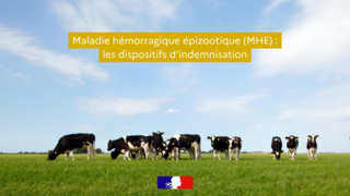 Maladie hémorragique épizootique (MHE) : les dispositifs d’indemnisation