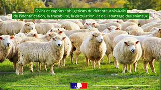 Ovins et caprins : obligations du détenteur vis-à-vis de l'identification, la traçabilité, la circulation, et de l'abattage des animaux